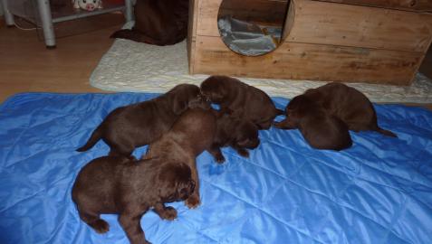 Labrador Welpen