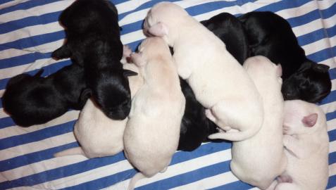 Labrador Welpen