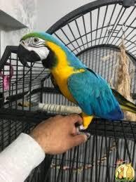 Gesundes Paar blaue und goldene Ara-Papa