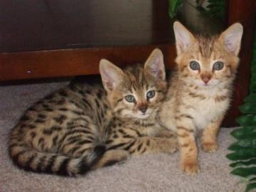 F1 Gut aussehende Savannah Kittens