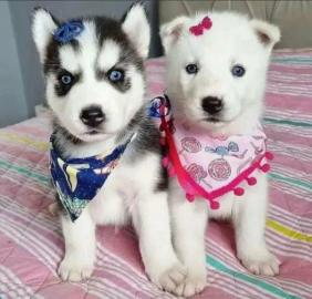 Sch?ner Siberian Husky zur Adoption what