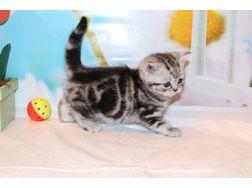BKH Whiskas Kitten absofort abzugeben