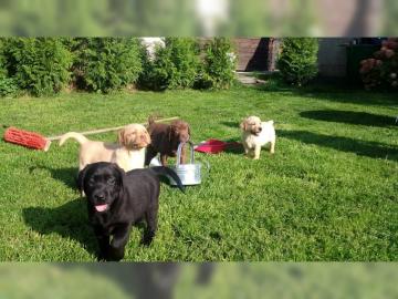 Reinrassige Labrador-Retrieverwelpen mit