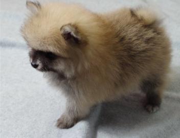 Teetasse Pomeranian Welpen verf�gbar !!!