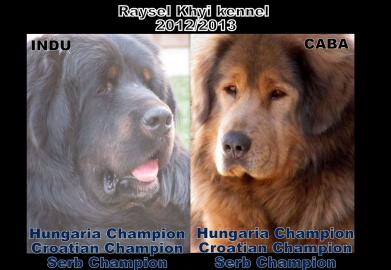 Tibet mastiff, Do-khyi