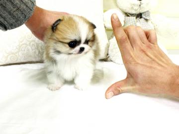 Wundersch�ner Zwergspitz / Pomeranian