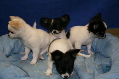 3 s�sse Langhaar Chihuahua Welpen