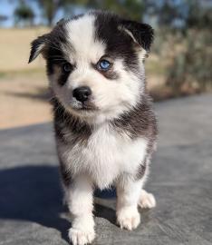 Pomsky Welpe zu verkaufen