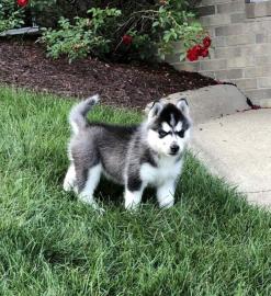 husky welpen