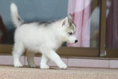 husky welpen