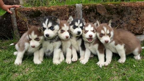 Siberian Husky welpen suchen ein liebevo