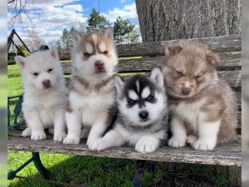 Siberian Husky welpen suchen ein liebevo