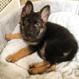 Dutch Shepherd X Deutscher Sch�ferhund