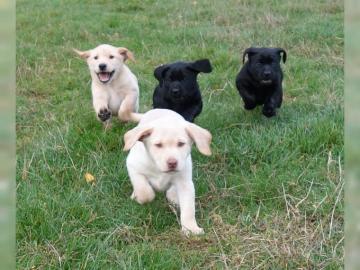 Labradorwelpen  mit Papieren