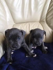 American staffordshire Terrier welpen wh
