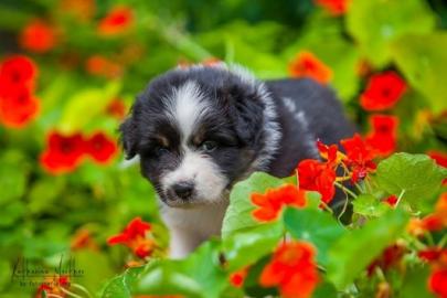 Australian Shepherd Welpen mit ASCA Papi
