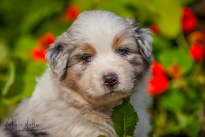 Australian Shepherd Welpen mit ASCA Papi