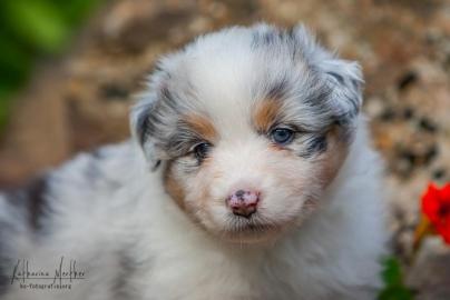 Australian Shepherd Welpen mit ASCA Papi