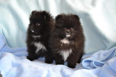 Wundersch�ne reinrassige Pomeranian Baby