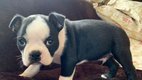 Boston Terrier-Welpen. 