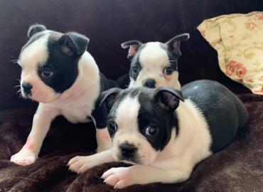 Boston Terrier-Welpen. 
