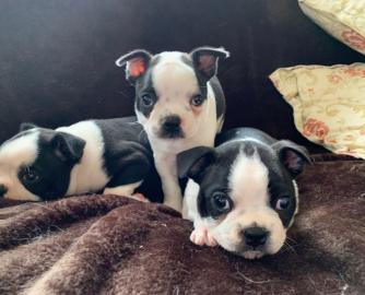 Boston Terrier-Welpen. 