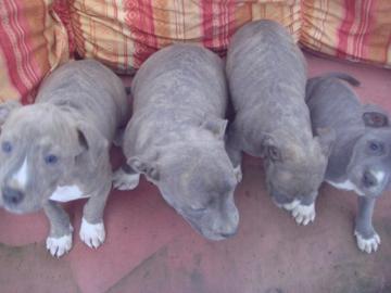 Staffordshire Bullterrier Welpen mit VDH