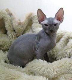 Sch?ne Sphynx-Katzen bereit zu gehen
