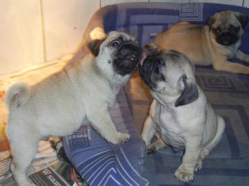 Mops Welpen