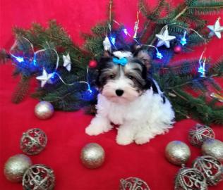 Biewer Yorkshire Terrier