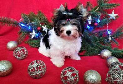 Biewer Yorkshire Terrier