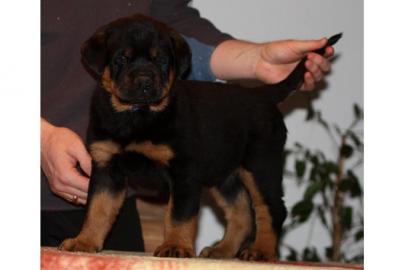 Rottweiler Welpen mit ADRK Papieren