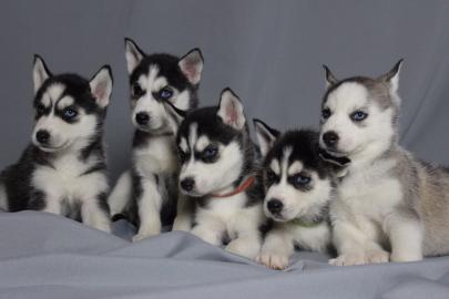 Reinrassige Siberian Husky Welpen