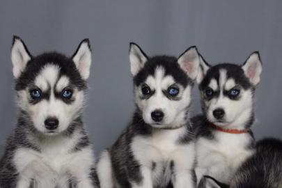 Reinrassige Siberian Husky Welpen