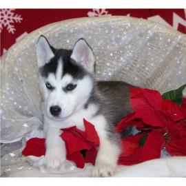 Wundersch�ne Siberian Husky Welpen