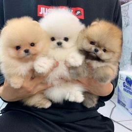 Freie PommeranianWelpen