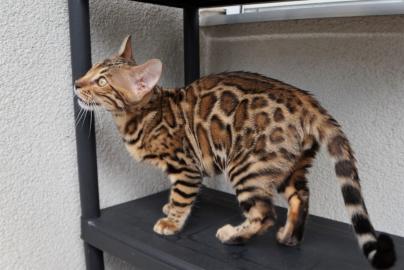 Gesunde junge Katzchen fur Sie