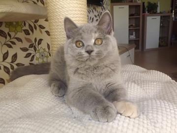 Britisch Kurzhaar BKH K�tzchen mit Stamm