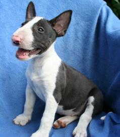 Typvolle Miniatur Bullterrier Welpen. 
