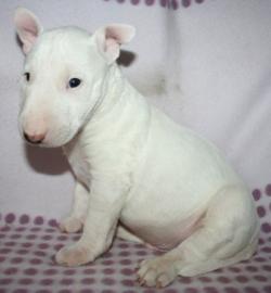 Typvolle Miniatur Bullterrier Welpen. 