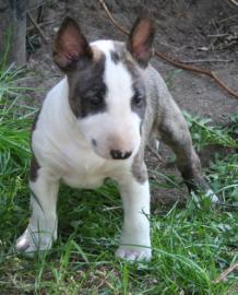 Typvolle Miniatur Bullterrier Welpen. 