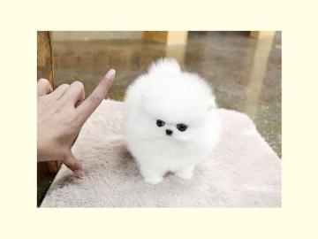 Zwergspitz / Pomeranians Welpen