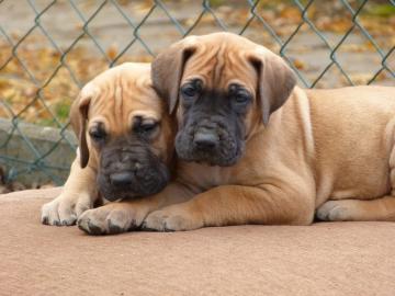 Deutsche Dogge Welpen