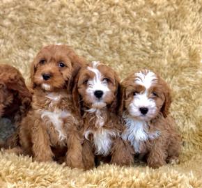 Cavapoo-Welpen