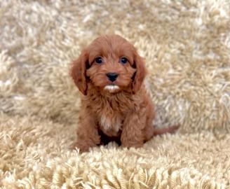 Cavapoo-Welpen