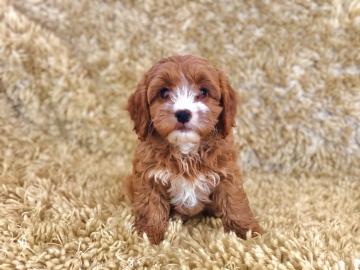 Cavapoo-Welpen