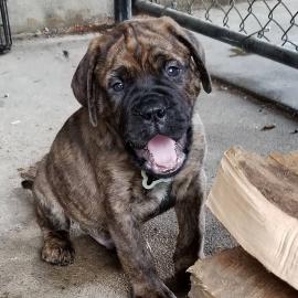 Adorable Bullmastiff Welpen zu verkaufen