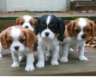 Cavalier King Charles Spaniel Welpe