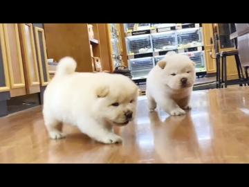CHOW CHOW-WHATSAPP. . +4368120926227