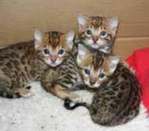 Ben--gal Kitten in wundersch�nen